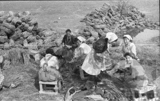 THM-BJ-10636 - Munka a szekszárdi termelőszövetkezetben az 1960-as években