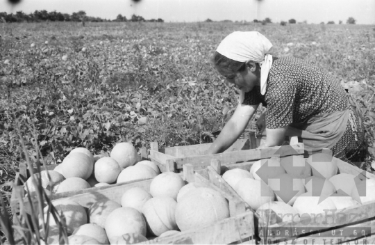 THM-BJ-10641 - Dinnyeszüret a szekszárdi termelőszövetkezetben az 1960-as években