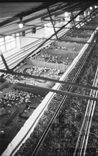 THM-BJ-10683 - Bátai termelőszövetkezet csibetelepe az 1960-as években