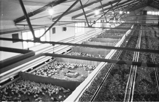 THM-BJ-10684 - Bátai termelőszövetkezet csibetelepe az 1960-as években