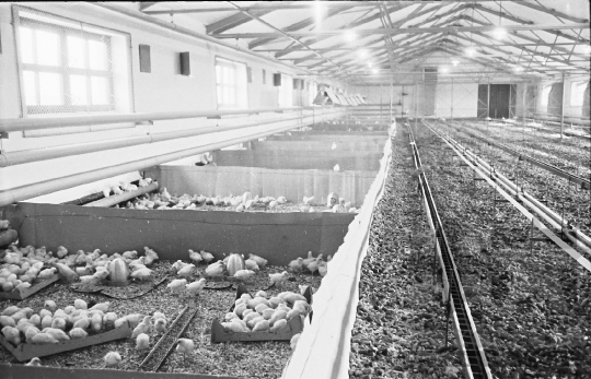 THM-BJ-10685 - Bátai termelőszövetkezet csibetelepe az 1960-as években