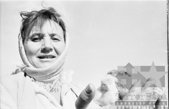 THM-BJ-10688 - Bátai termelőszövetkezet csibetelepe az 1960-as években