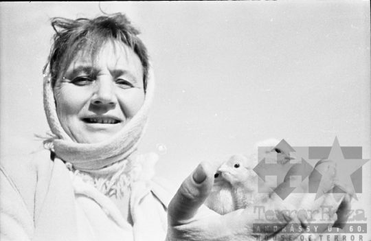 THM-BJ-10689 - Bátai termelőszövetkezet csibetelepe az 1960-as években