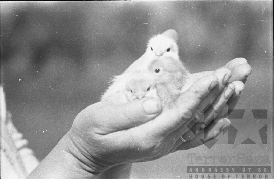 THM-BJ-10690 - Bátai termelőszövetkezet csibetelepe az 1960-as években