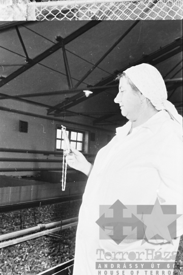 THM-BJ-10693 - Bátai termelőszövetkezet csibetelepe az 1960-as években