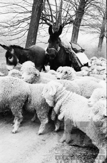 THM-BJ-10864 - Juhnyáj a cikói úton az 1970-es években