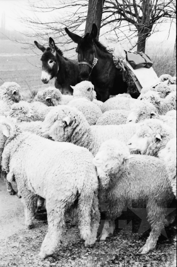 THM-BJ-10865 - Juhnyáj a cikói úton az 1970-es években