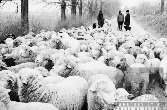 THM-BJ-10866 - Juhnyáj a cikói úton az 1970-es években