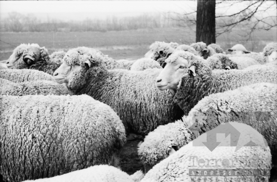 THM-BJ-10867 - Juhnyáj a cikói úton az 1970-es években