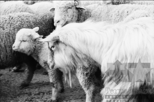 THM-BJ-10868 - Juhnyáj a cikói úton az 1970-es években