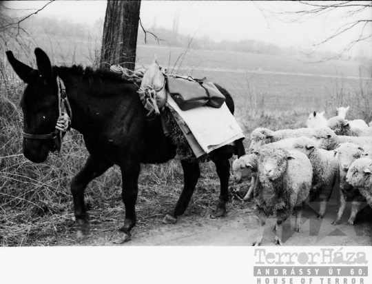 THM-BJ-10869 - Juhnyáj a cikói úton az 1970-es években