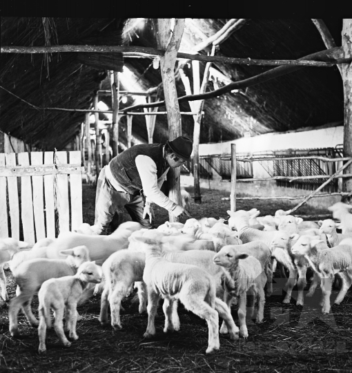 THM-BJ-11013 - Juhnyáj Hőgyészen az 1970-es években