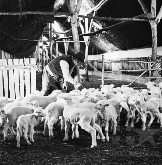 THM-BJ-11014 - Juhnyáj Hőgyészen az 1970-es években