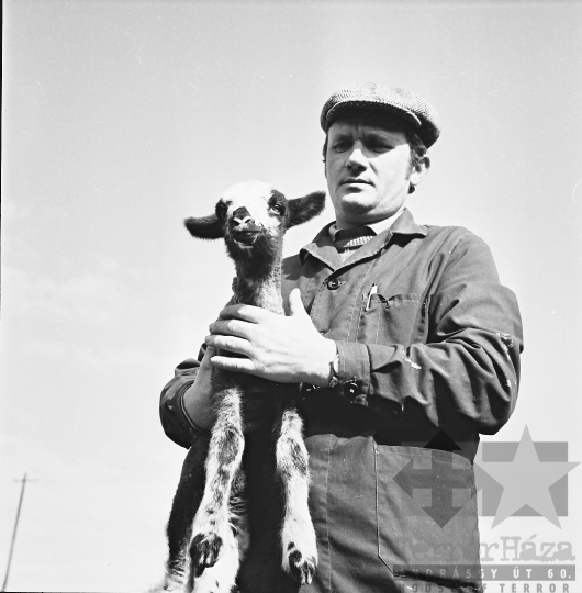 THM-BJ-11017 - Juhnyáj Hőgyészen az 1970-es években