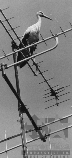 THM-BJ-11483 - Gólya Szekszárdon az 1980-as években