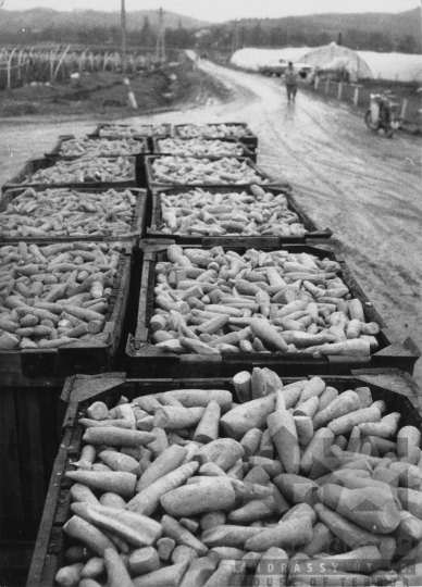 THM-BJ-11488 - Kertészet Tolnanémediben az 1970-es években 