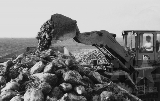 THM-BJ-11528 - Cukorrépa betakarítás a dalmandi termelőszövetkezetben az 1980-as években