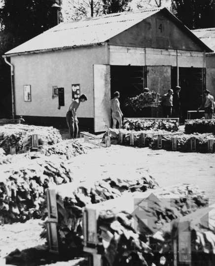 THM-BJ-11643 - Nagydorogi dohányszárító az 1960-as években