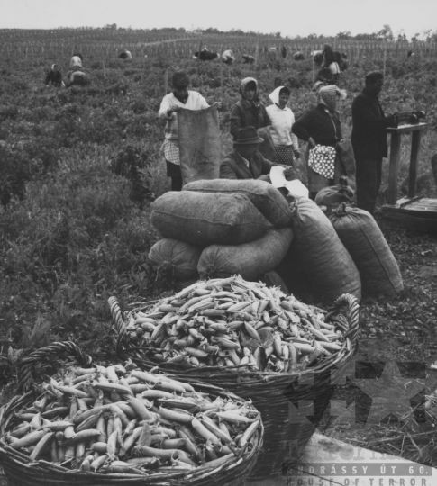 THM-BJ-11665 - Borsószüret a dunaföldvári termelőszövetkezetben az 1960-as években