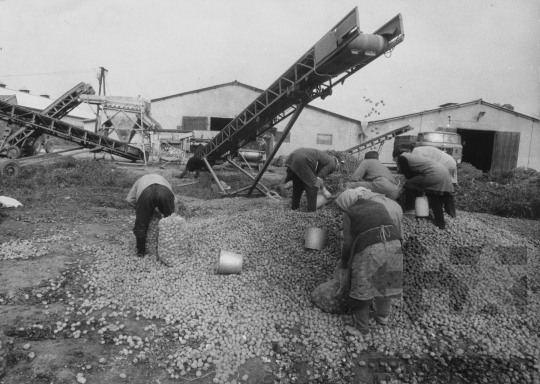THM-BJ-11751 - Munka a tolna-mözsi termelőszövetkezet udvarán az 1980-as években
