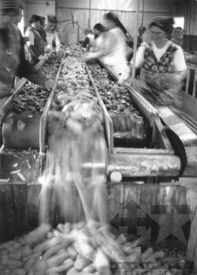 THM-BJ-11897 - Munka a tolnanémedi termelőszövetkezetben az 1980-as években